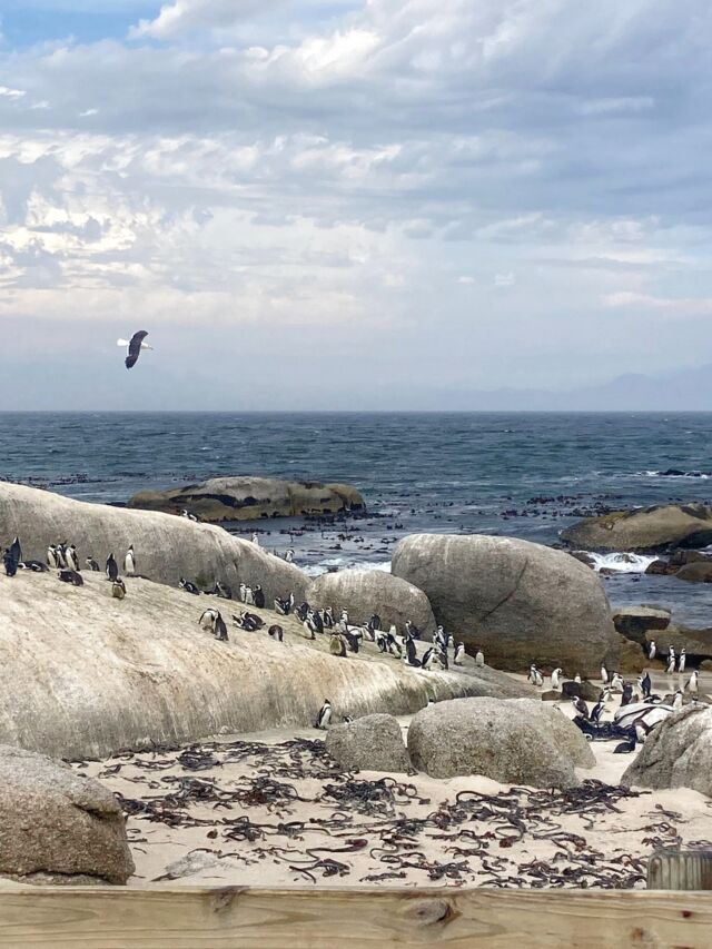 Kaapstad Boulders Beach Pinguinsview