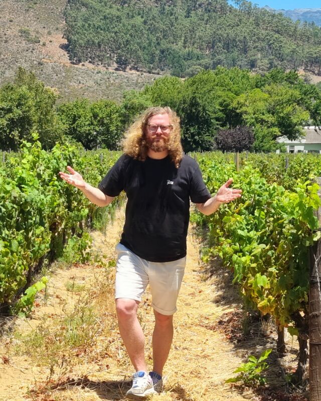 Franschhoek Wine Tram wijnranken JP