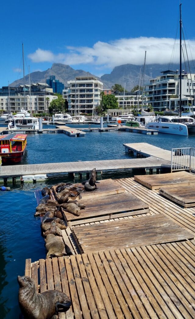 Zeeleeuwen in V&A Kaapstad