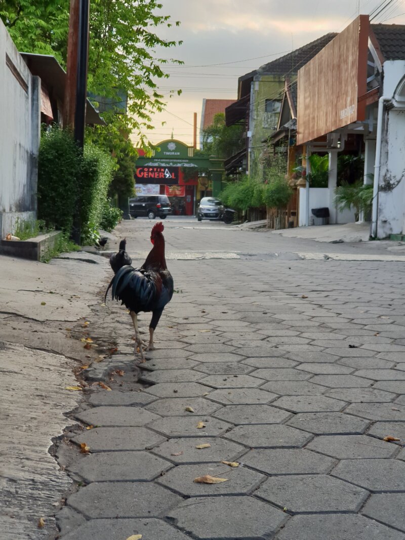 Ayam Yogyakarta e1562500773906